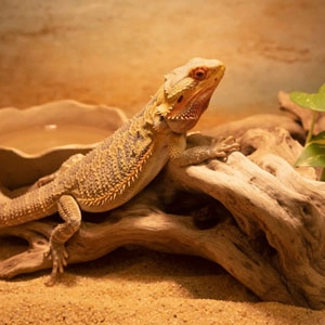 Bartagame Terrarium klein