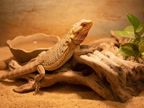 Bartagame Terrarium