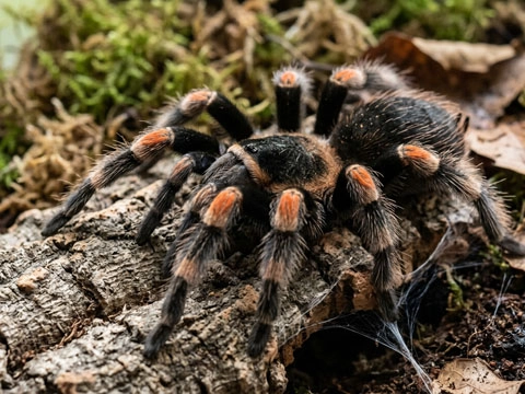 Rotknievogelspinne auf Stamm